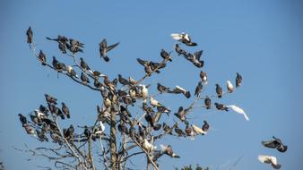 Wild Pigeons Flock