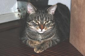 gray domestic cat sleeps on the floor