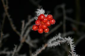 Winter Fruit Fruits