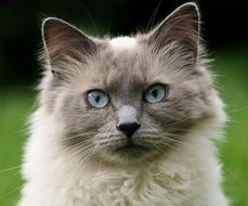 goodly Cat blue Eyes