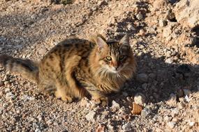 fabulous Cat Feral Outdoor