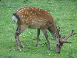 Roe Deer Zoo