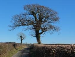 Tree Ivy Nature