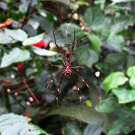 Red spider on a web near the green bush