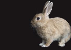 photo of a beige rabbit on a black background