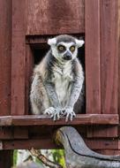 lemur in a house in a zoo in Madagascar