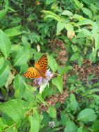 Orange Butterfly at wild Nature