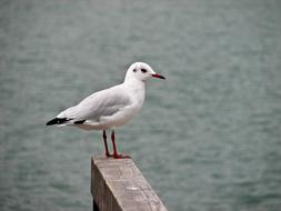 seagull sits on a wooden pier against the background of the sea