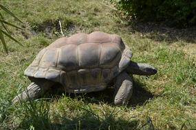 Turtle Animal green grass