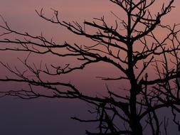 The Evening Sun Branches