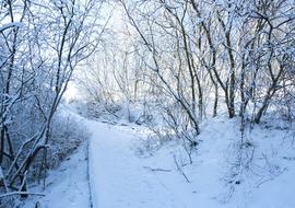 Winter Snow Path