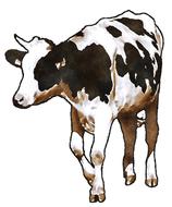 clipart of drawn spotted calf on a white background