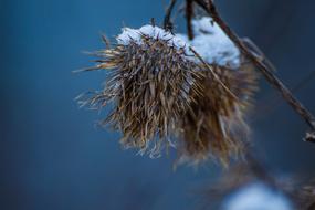 Morning Cold Snow