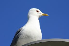 seagull sits on a street lamp against a blue sky