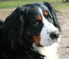 Berner Sennen Dog