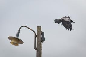 Crow take off from old Lamppost