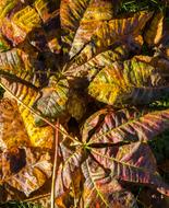 Leaves Autumn Fall sun