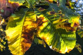 Leaves green yellow Autumn Fall