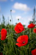 Poppy Flower Red