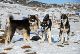 Greenland Dog