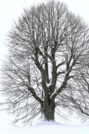 Tree Winter
