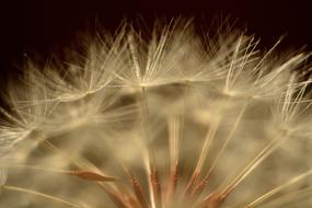 Dandelion Macro
