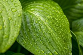 Leaf Leaves Raindrop Plantain