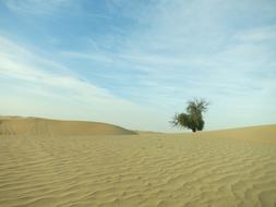 Desert Abudhabi Tree