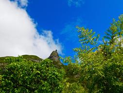 Mountain and trees Landscape