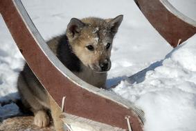 Greenland Dog