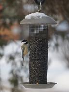 Bird Chickadee