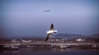 gulls soaring in the sky