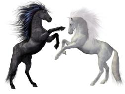 horses black white animals mold