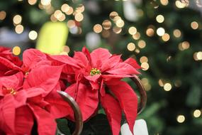 Poinsettia Lights
