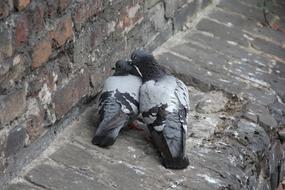 pretty pigeons on the roof