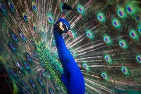 fabulous Peacock Bird Colors