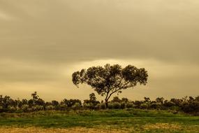 Tree Meadow Landscape