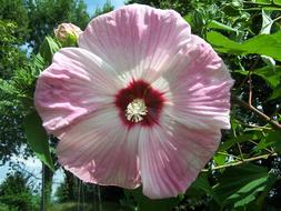 Hibiscus Disco Belle Rustico
