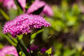 Flowers Violet Blossoms macro view