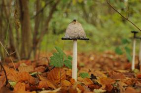 Nature Mushroom Close Up