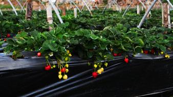 Strawberry Farm Garden