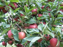 ripe garden apples on tree