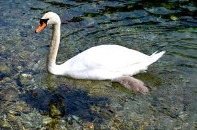 fabulous Swan Water Animal