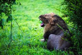 goodly Lion Male