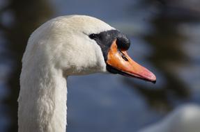 profile portrait of a swan on a sunny day