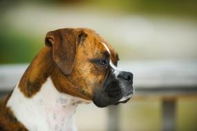 young Boxer Dog head close up