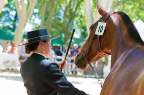 Horses Contest Horse Horseback