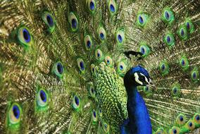 beautiful photo of a graceful peacock