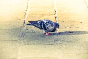 grey Pigeon on pavement