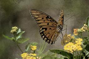 vintage butterfly insect